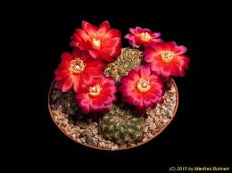 Sulcorebutia verticillacantha v. cuprea HS221 2047
